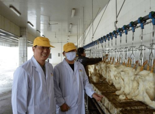 社会服务中的食品力量⑥ 依托 国家级地方工程中心 ,提升与运用畜禽产品精准加工技术,助力现代化畜牧产业发展